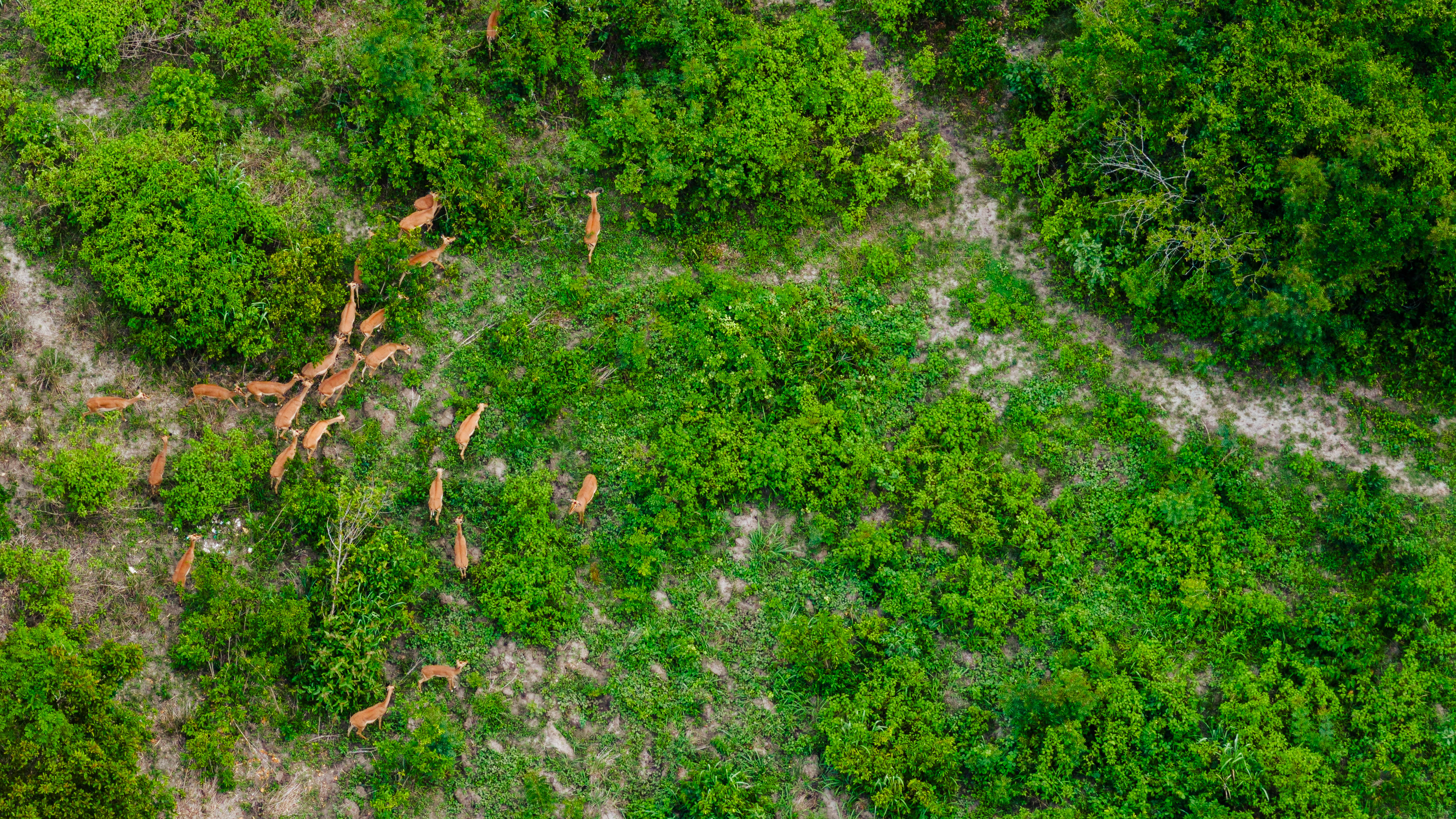 Safari & Experiences